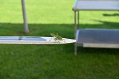 Kindertag_08_2025-7