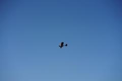 Vereinsfliegen_07_2025_SK-101